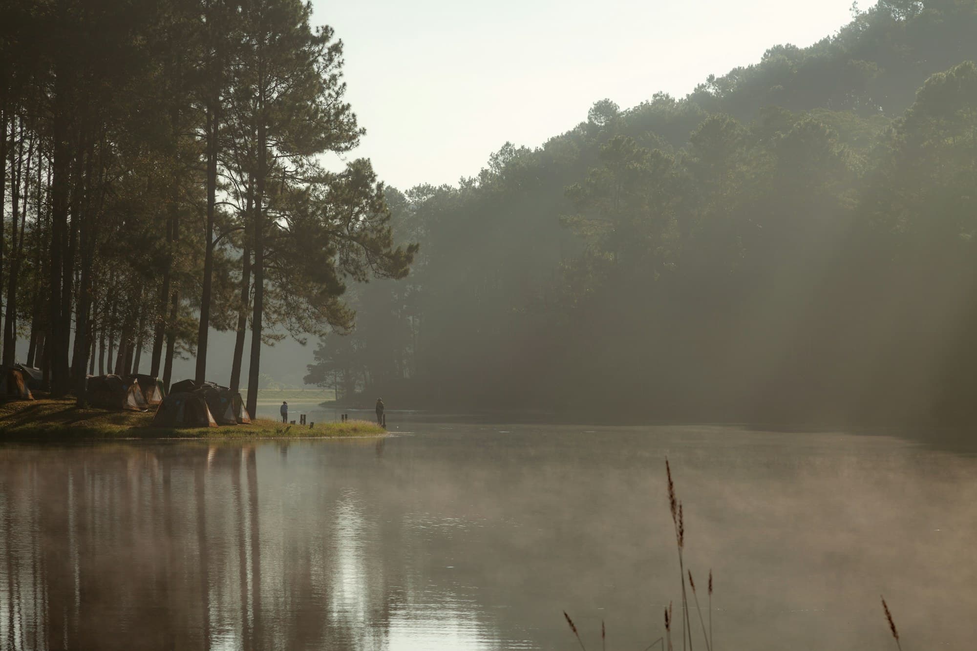 Dawn mist lifting off a still lake, pines on the far shore