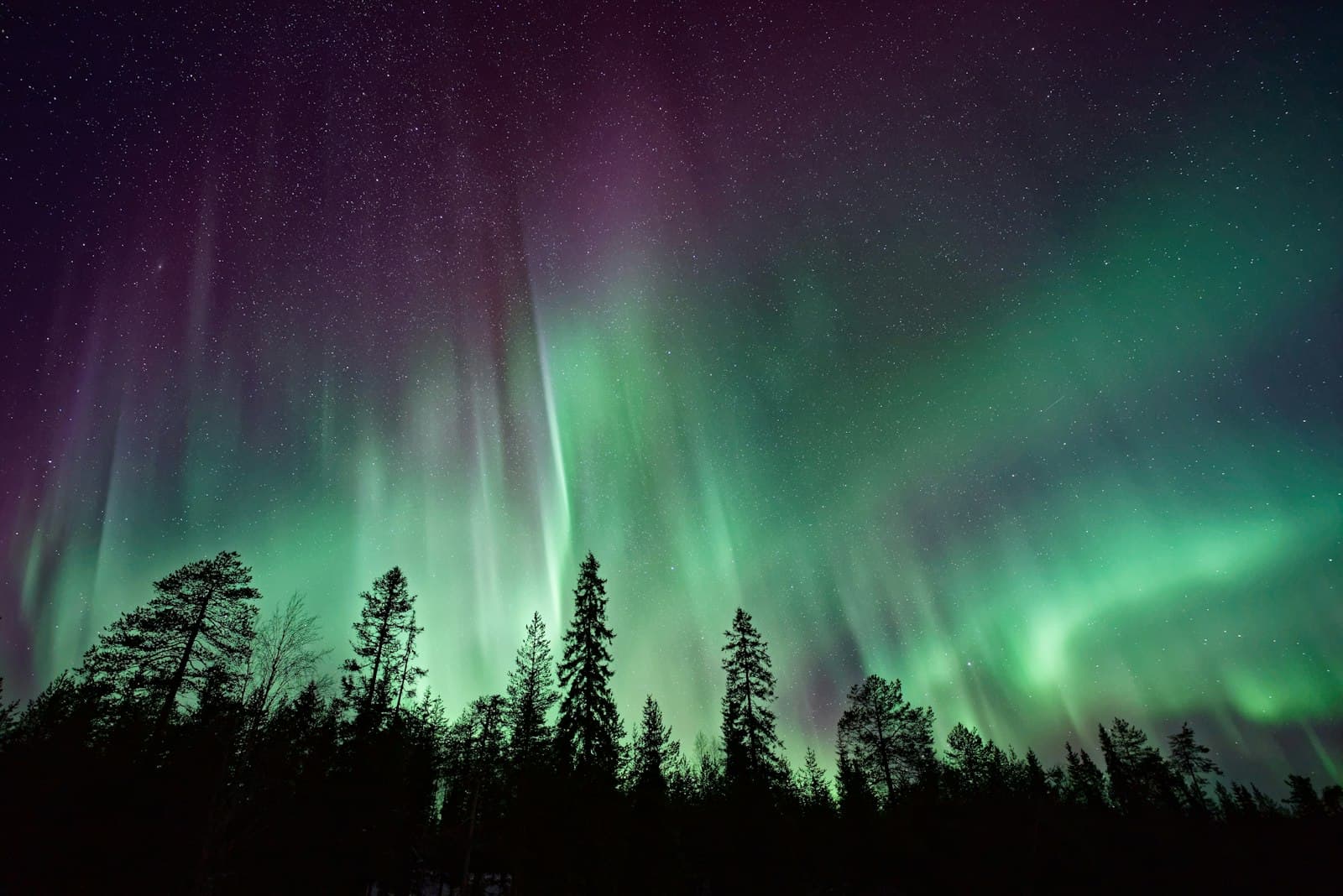 Northern lights over the pines