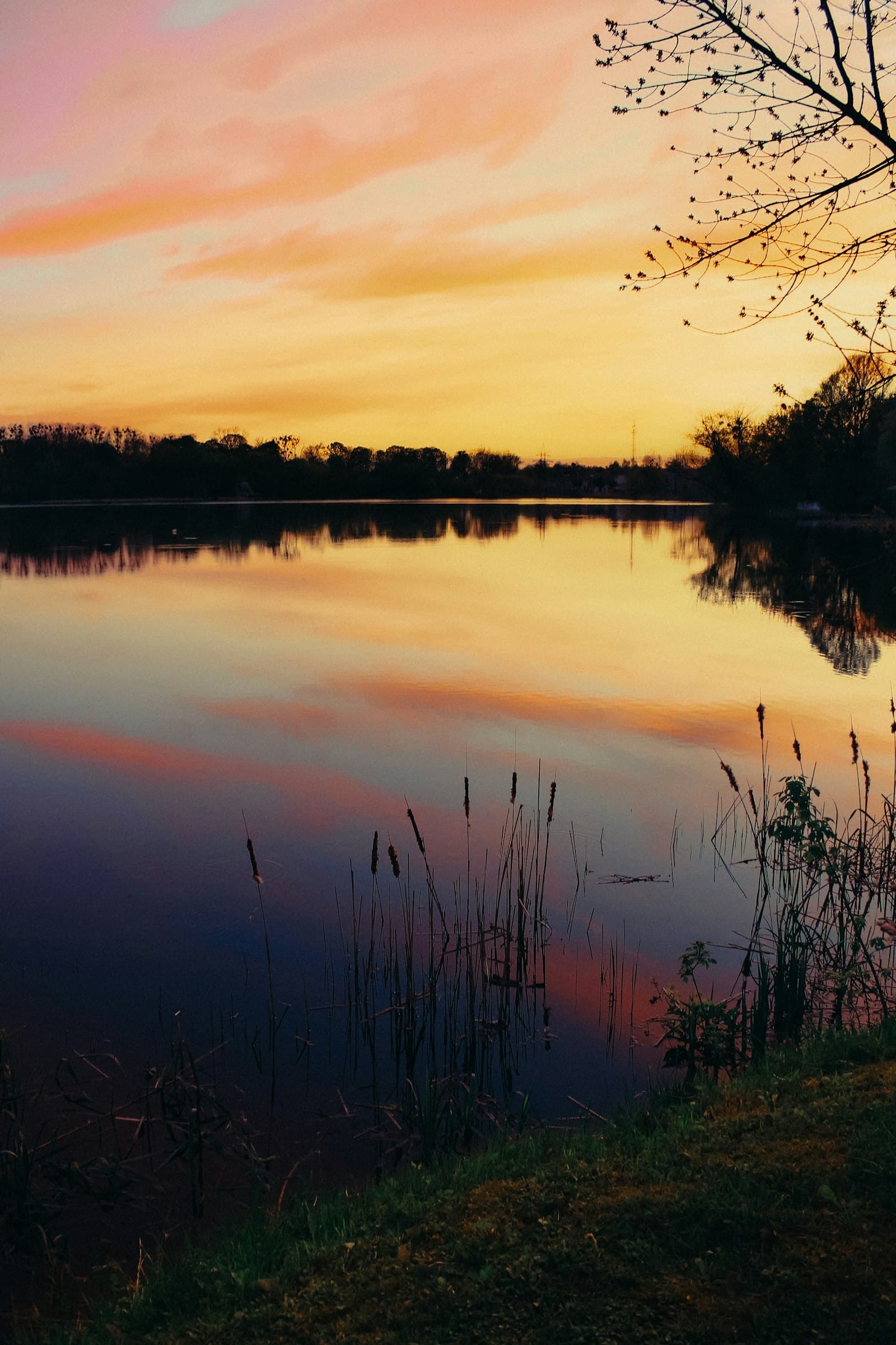 Golden sunset over a quiet lake, reeds in the foreground