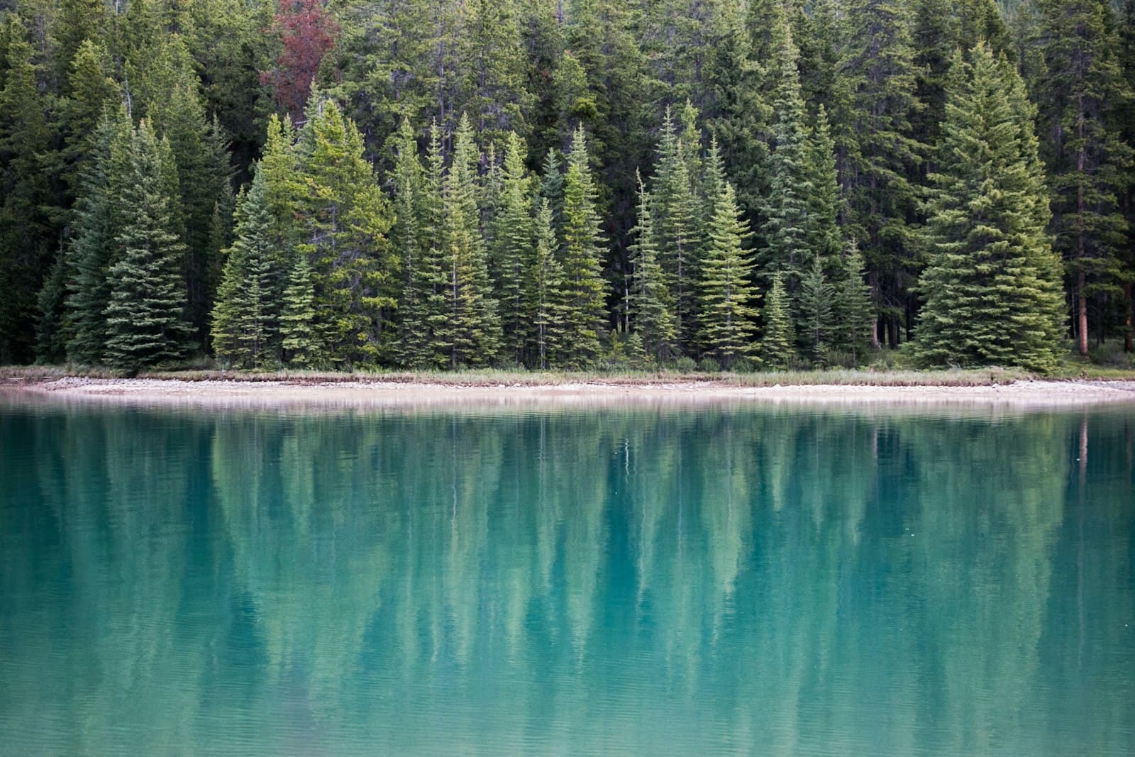 Clear water ringed by pines, mirror-still